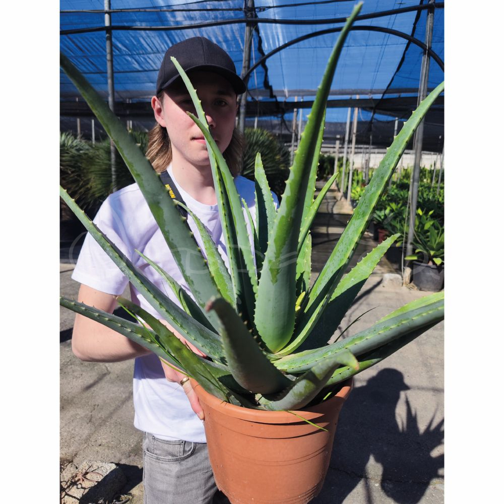 Aloe Vera *
