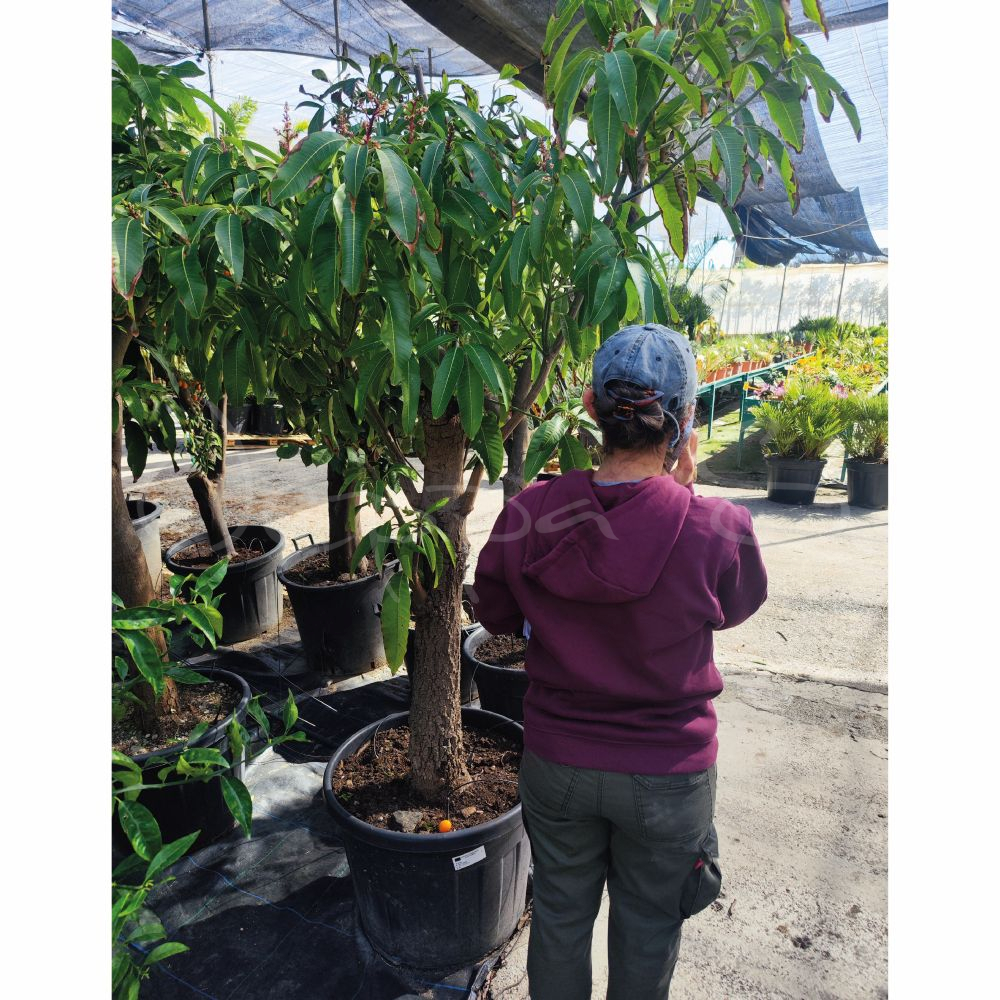 Mango - Osteen XXL 1 *