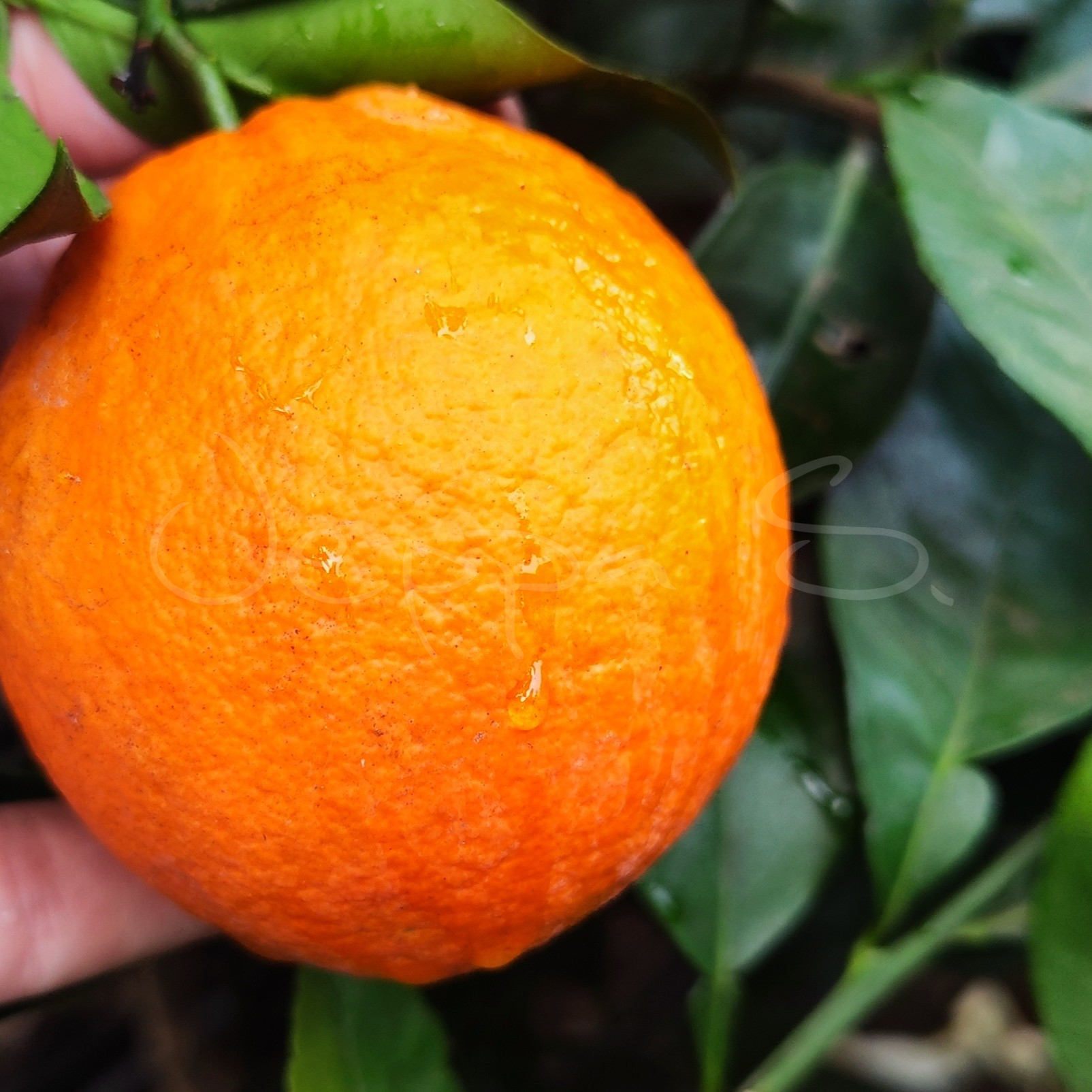 Apelsin - Washington Navel M *