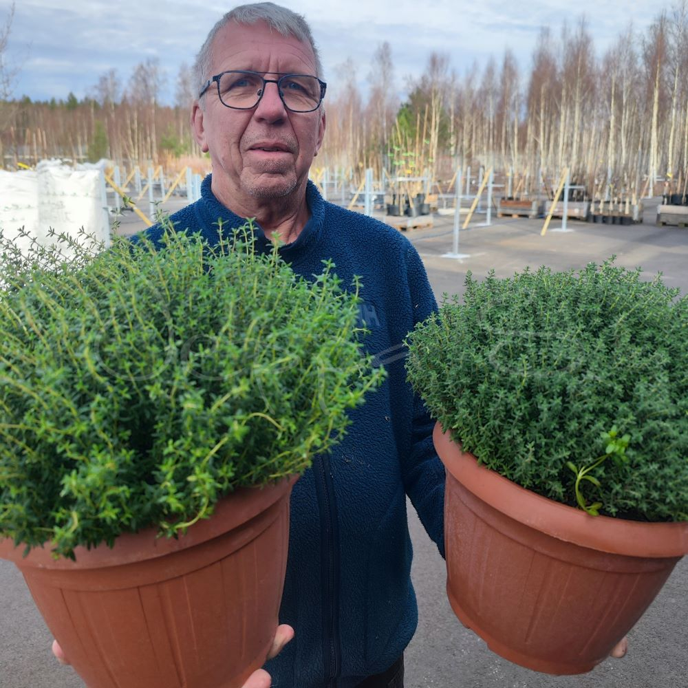 Timjan - Thymus vulgaris