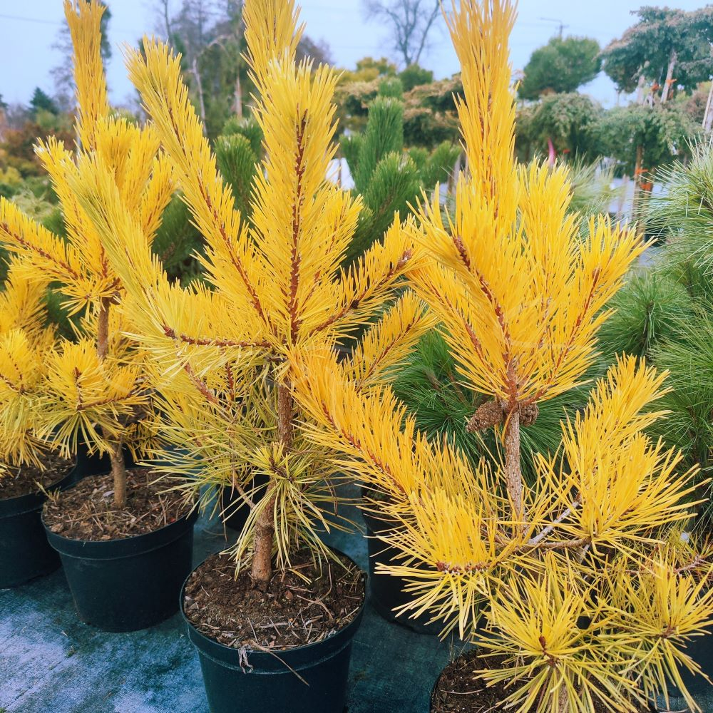 Tall - Pinus custer's locks