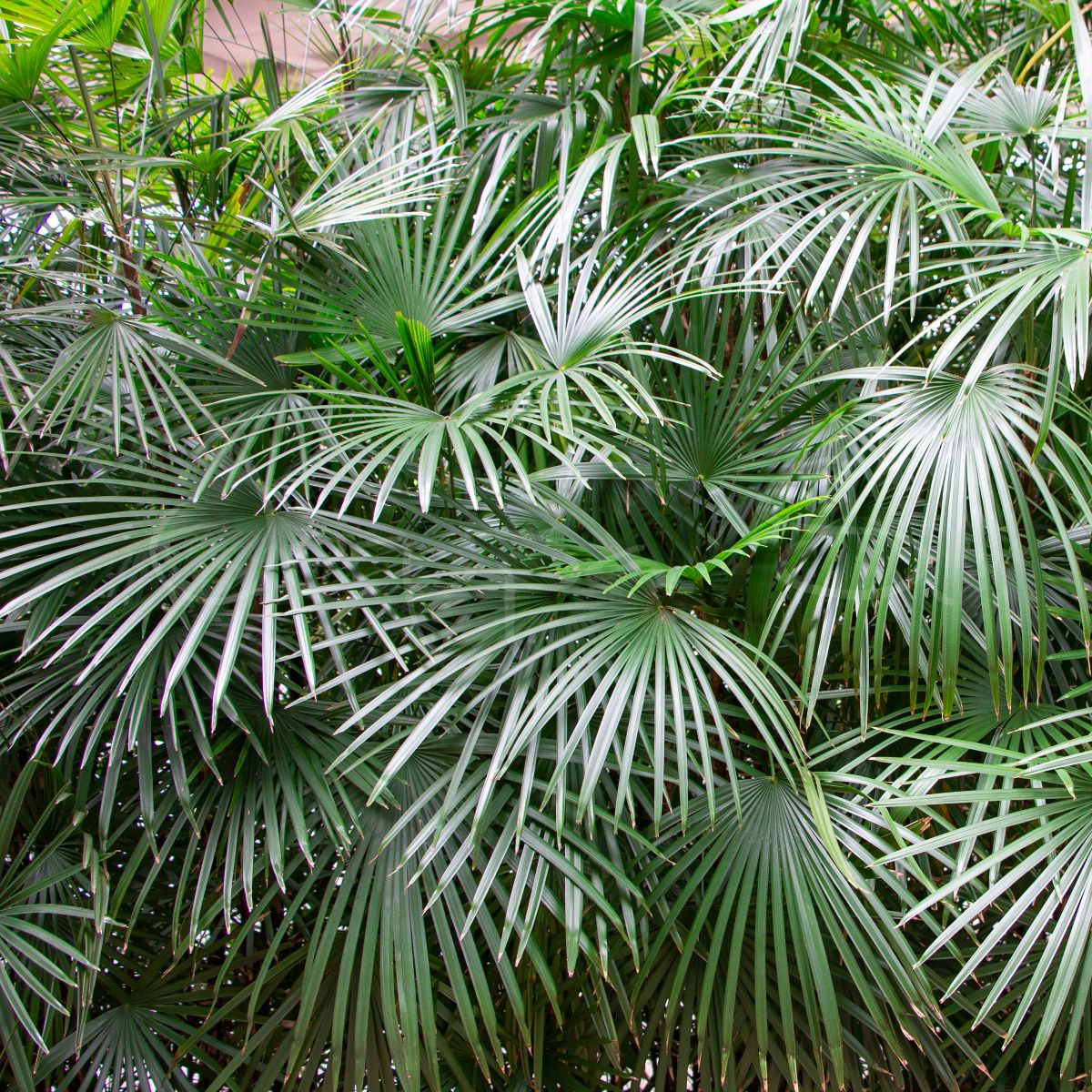 Raphidophyllum - Nålpalm *