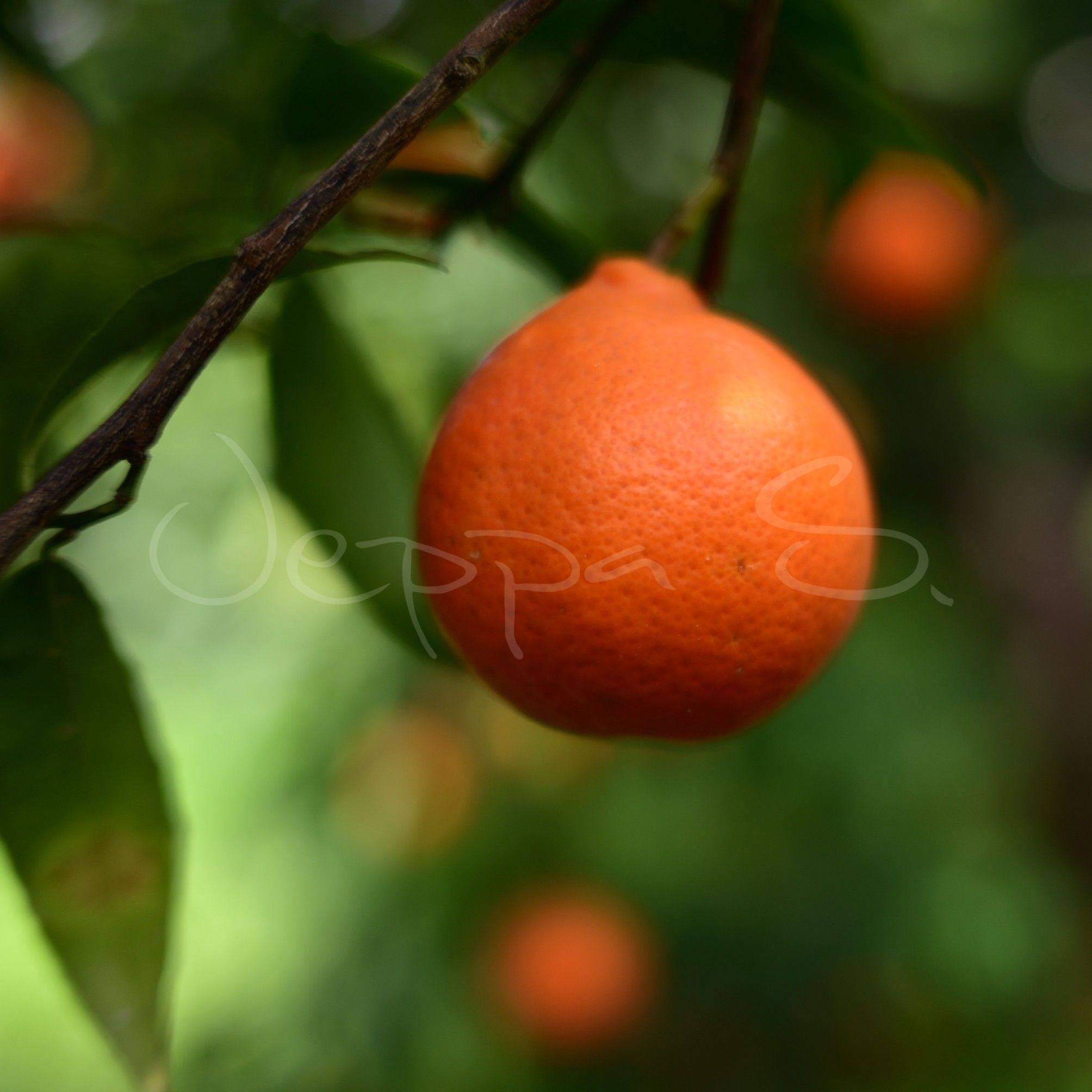 Mandarin - Avana Apireno *