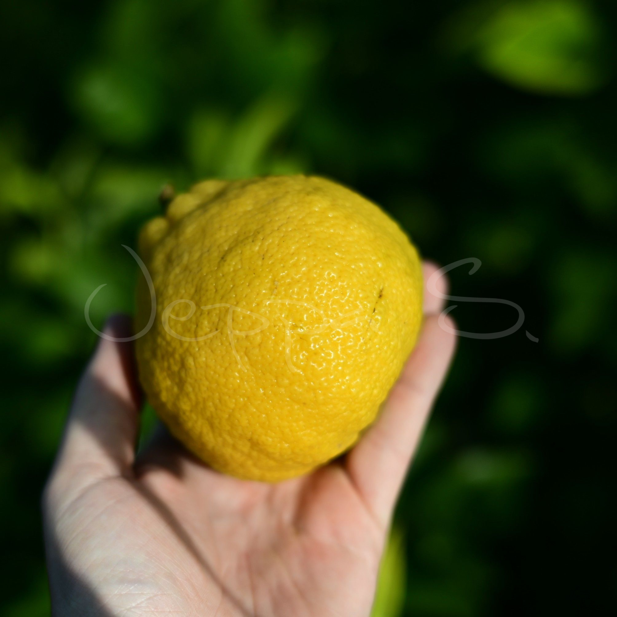 Bergamott - Castagnaro *