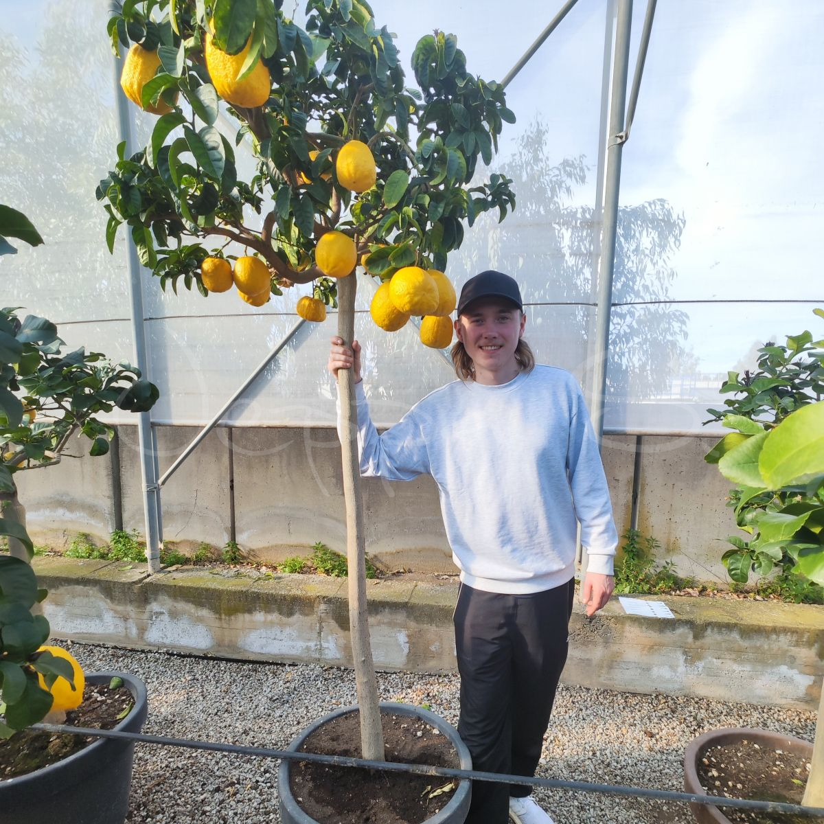 Citrus - Citron x Pomelo *