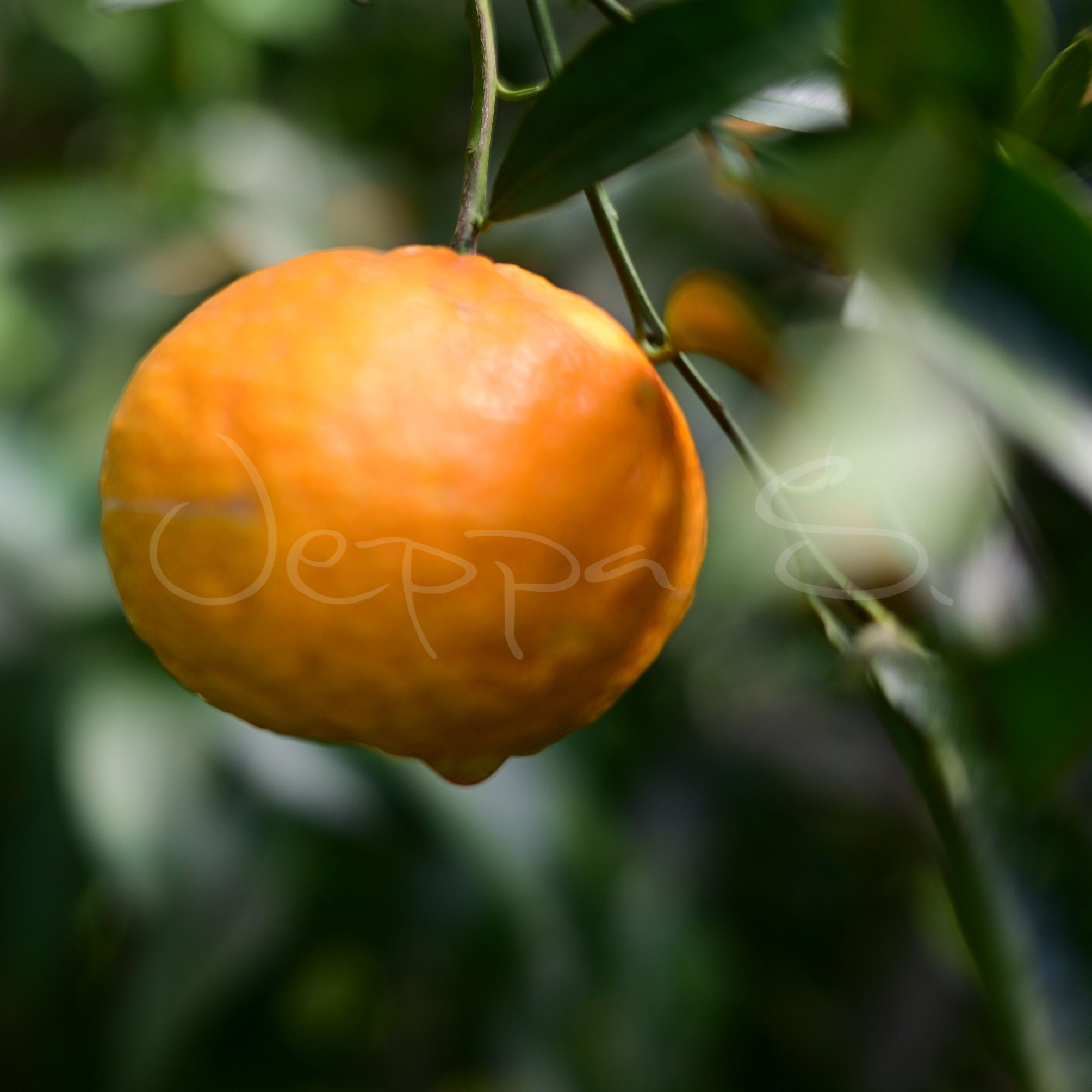 Clementin - Corsica 2 *