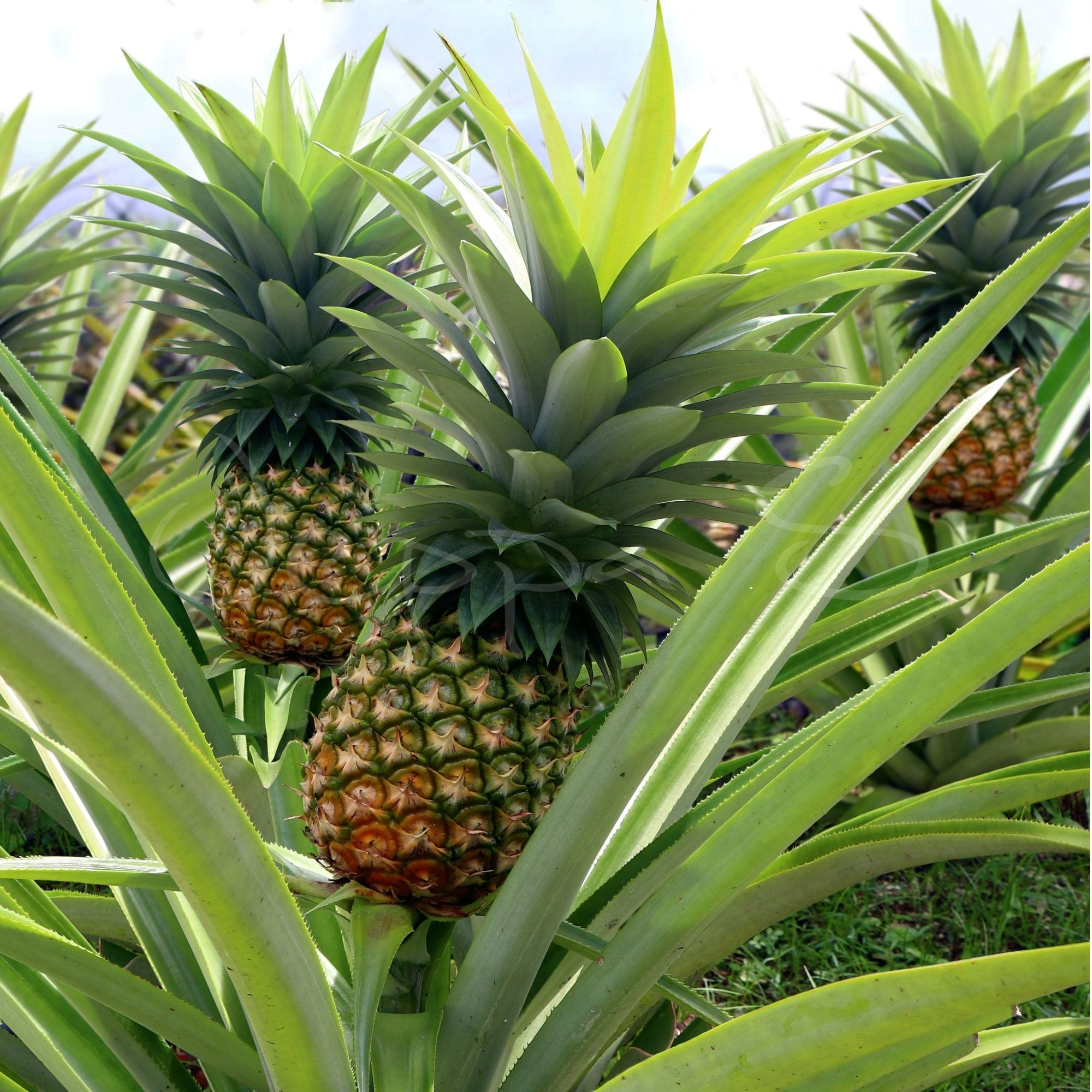 Ananas - MD2 *