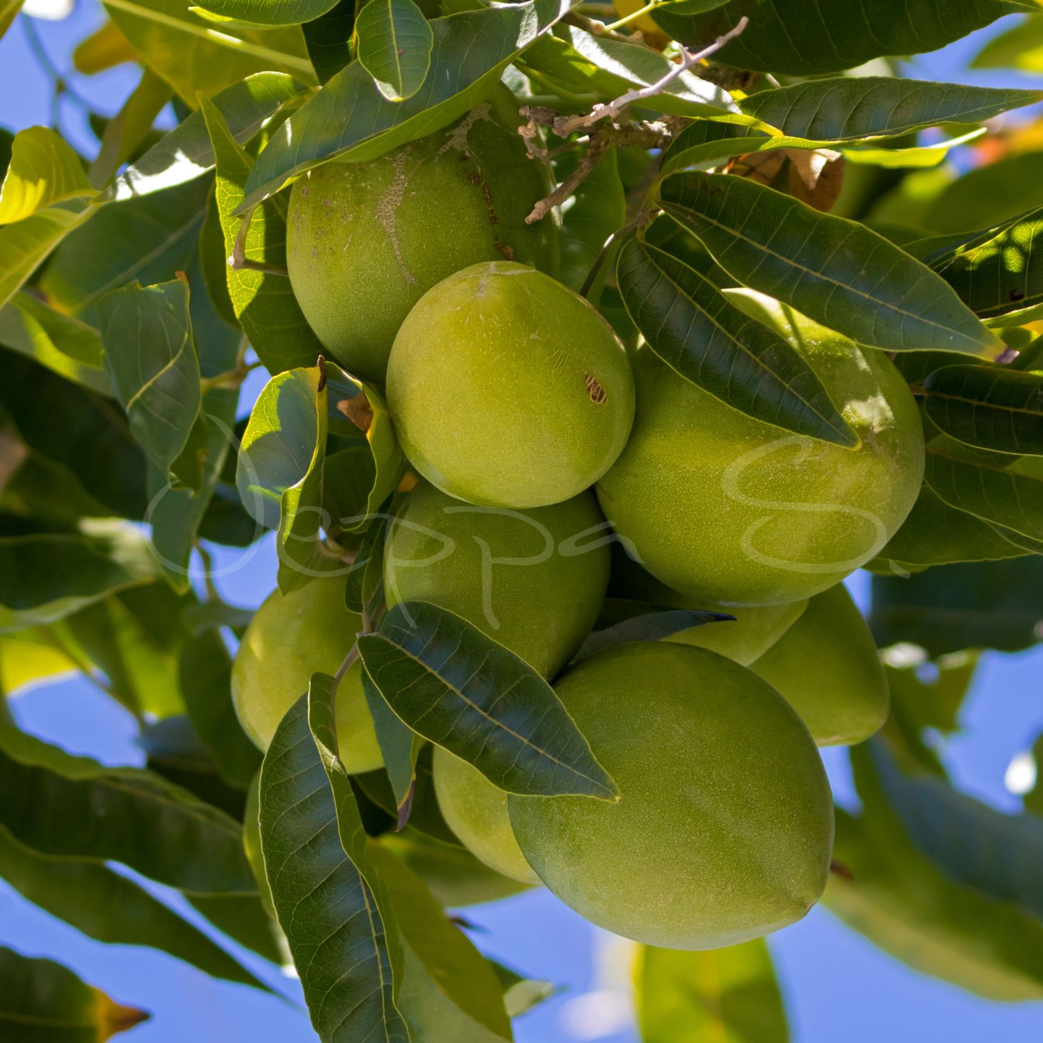 White Sapote - Pike *