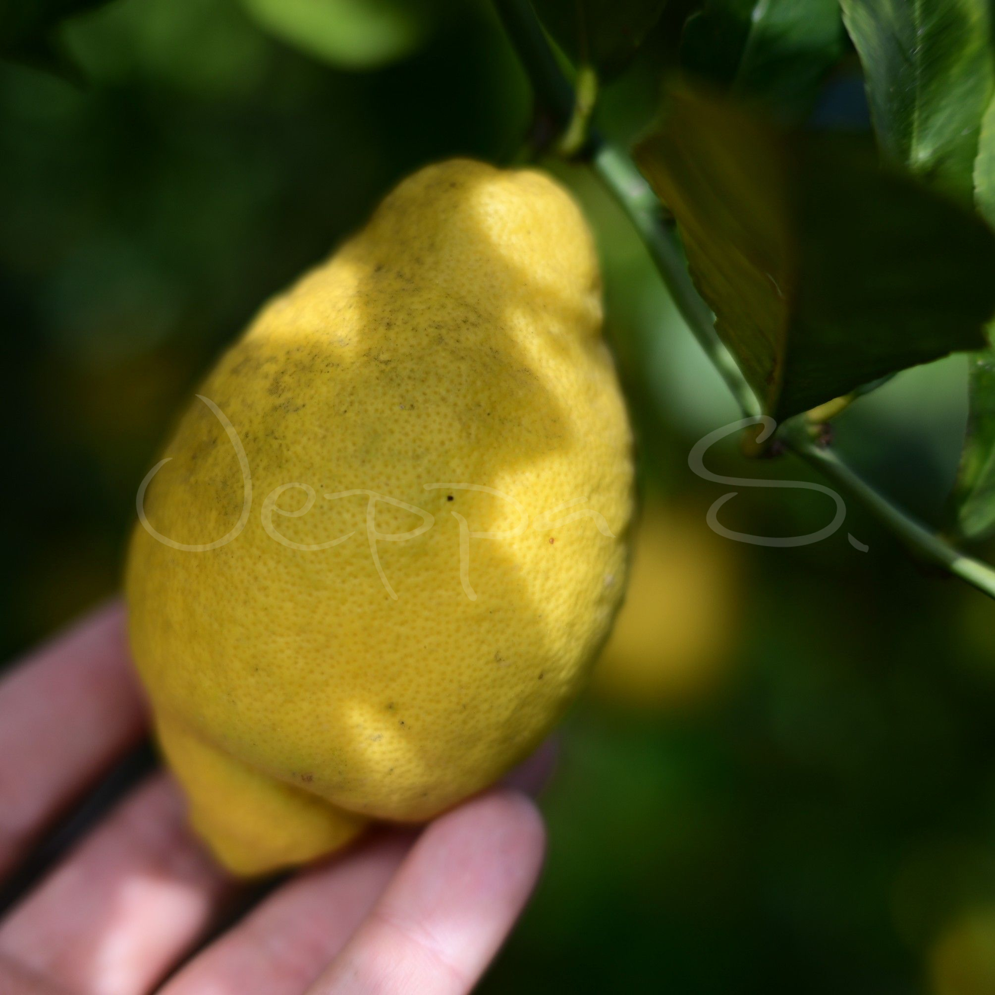 Citron - Piretto Dolce *