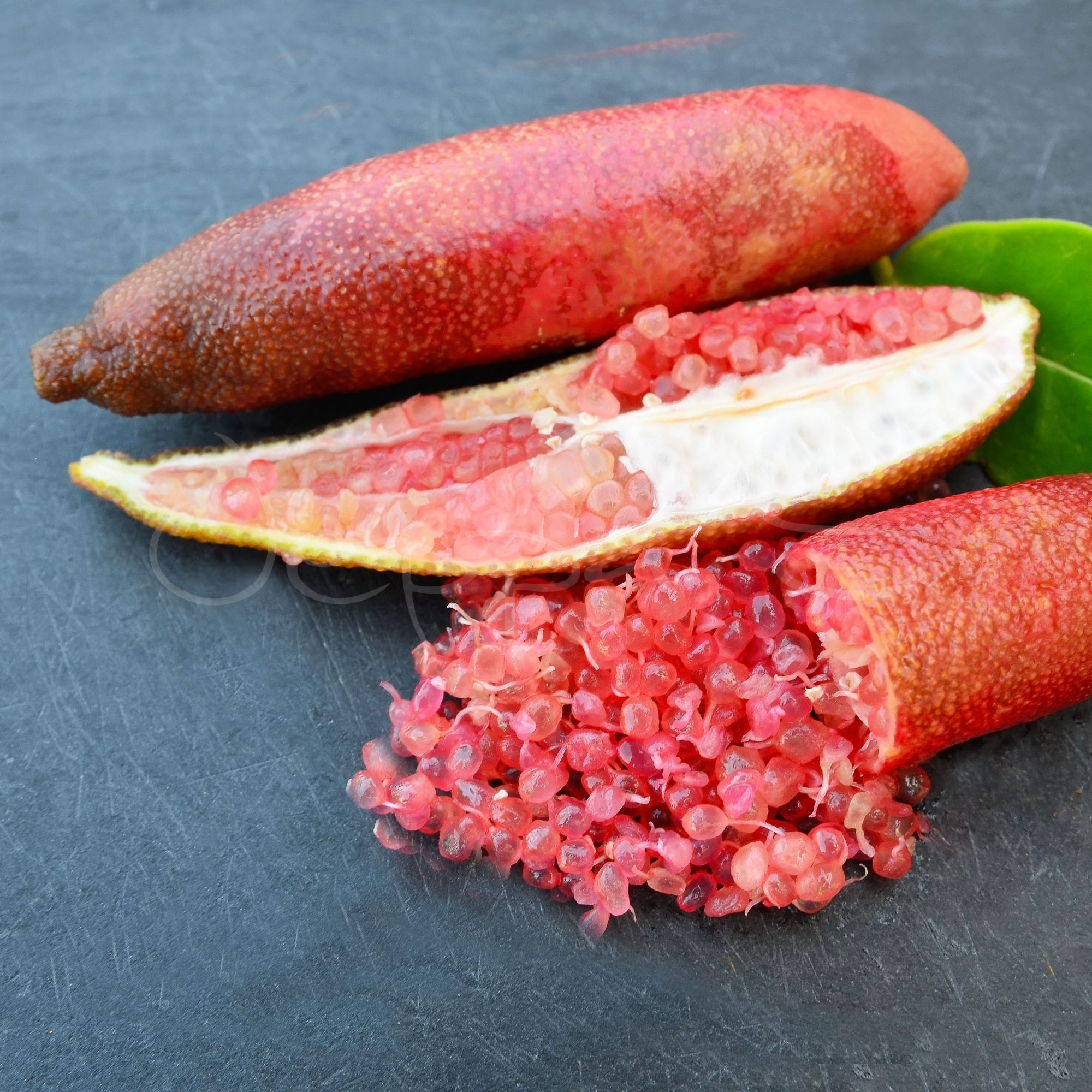 Fingerlime - Rainforest Pearl *