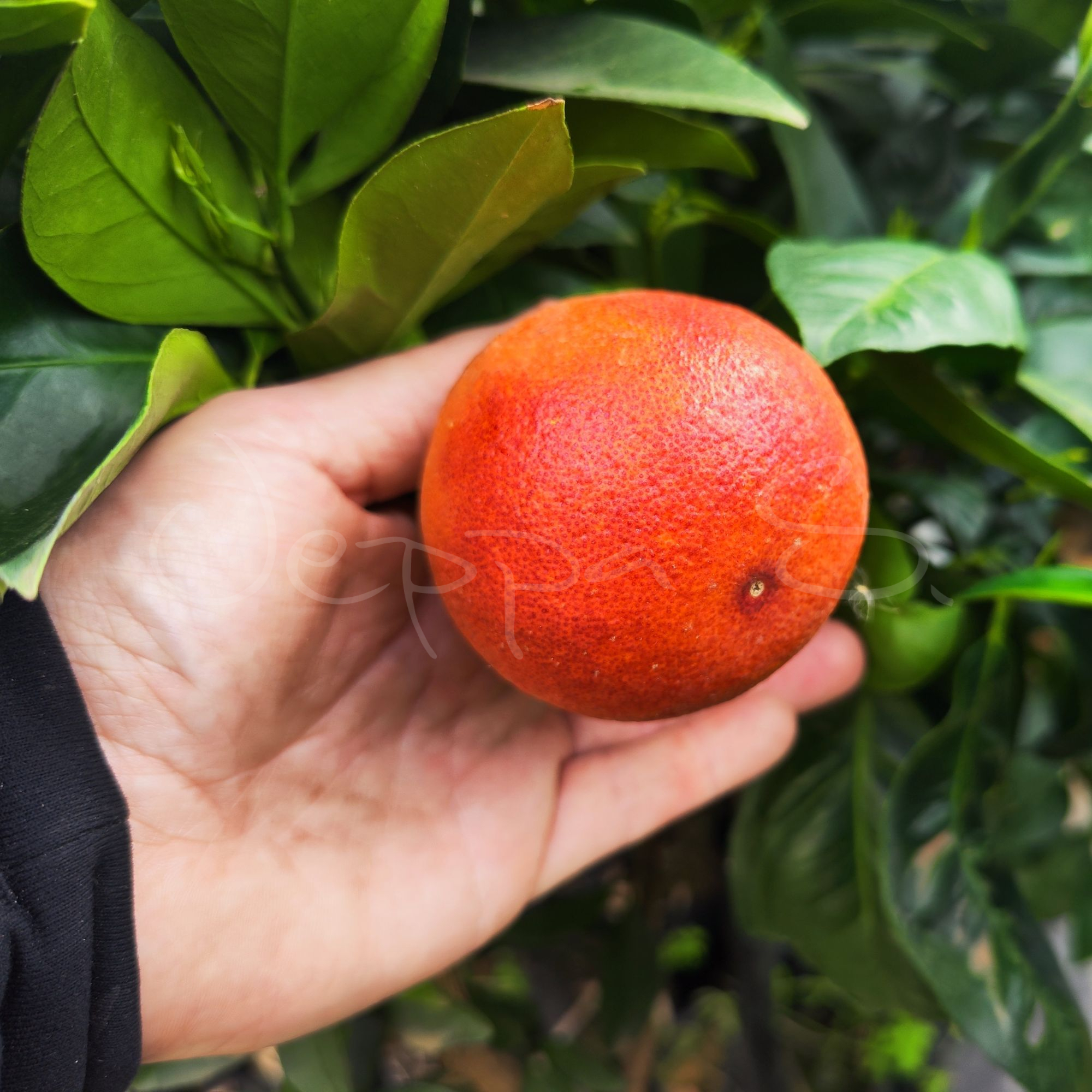 Blodapelsin - Sanguinello *