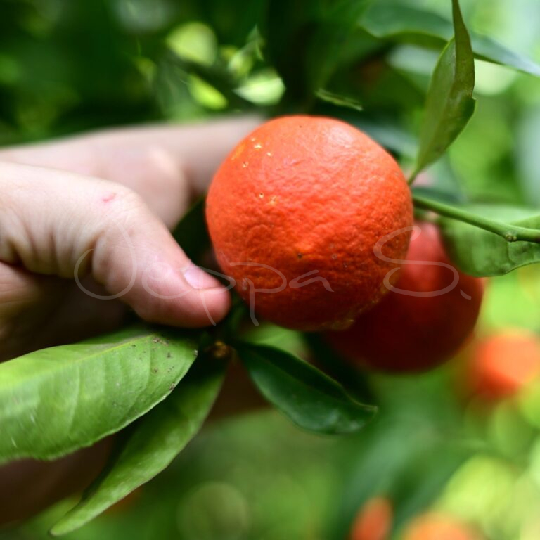 Clementin - Spinoso * - Jeppa S Trädgård