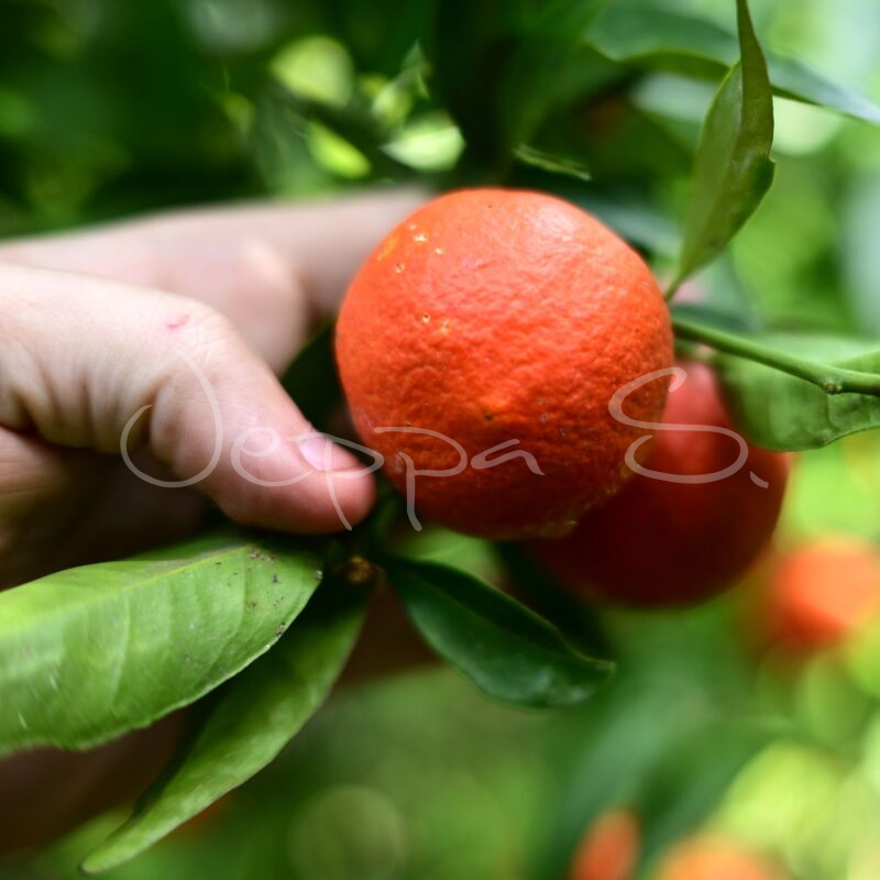 Clementin - Spinoso * - Jeppa S Trädgård