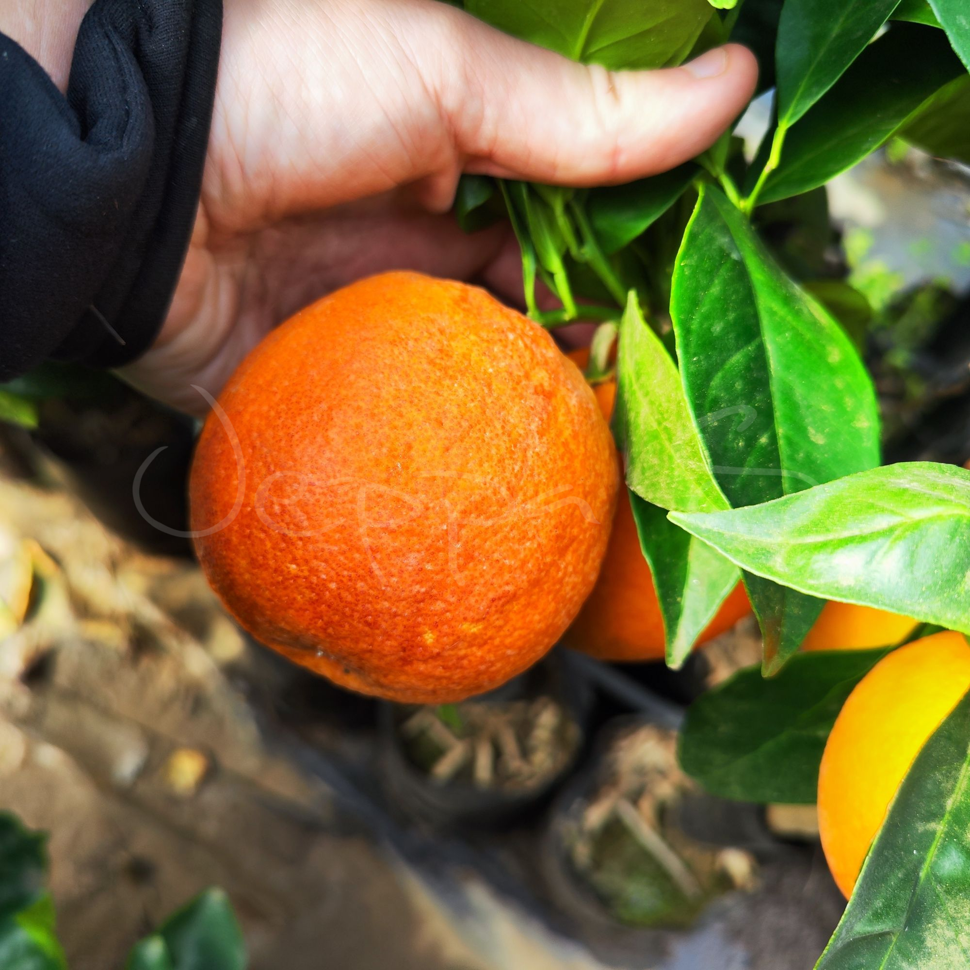 Blodapelsin - Tarocco *