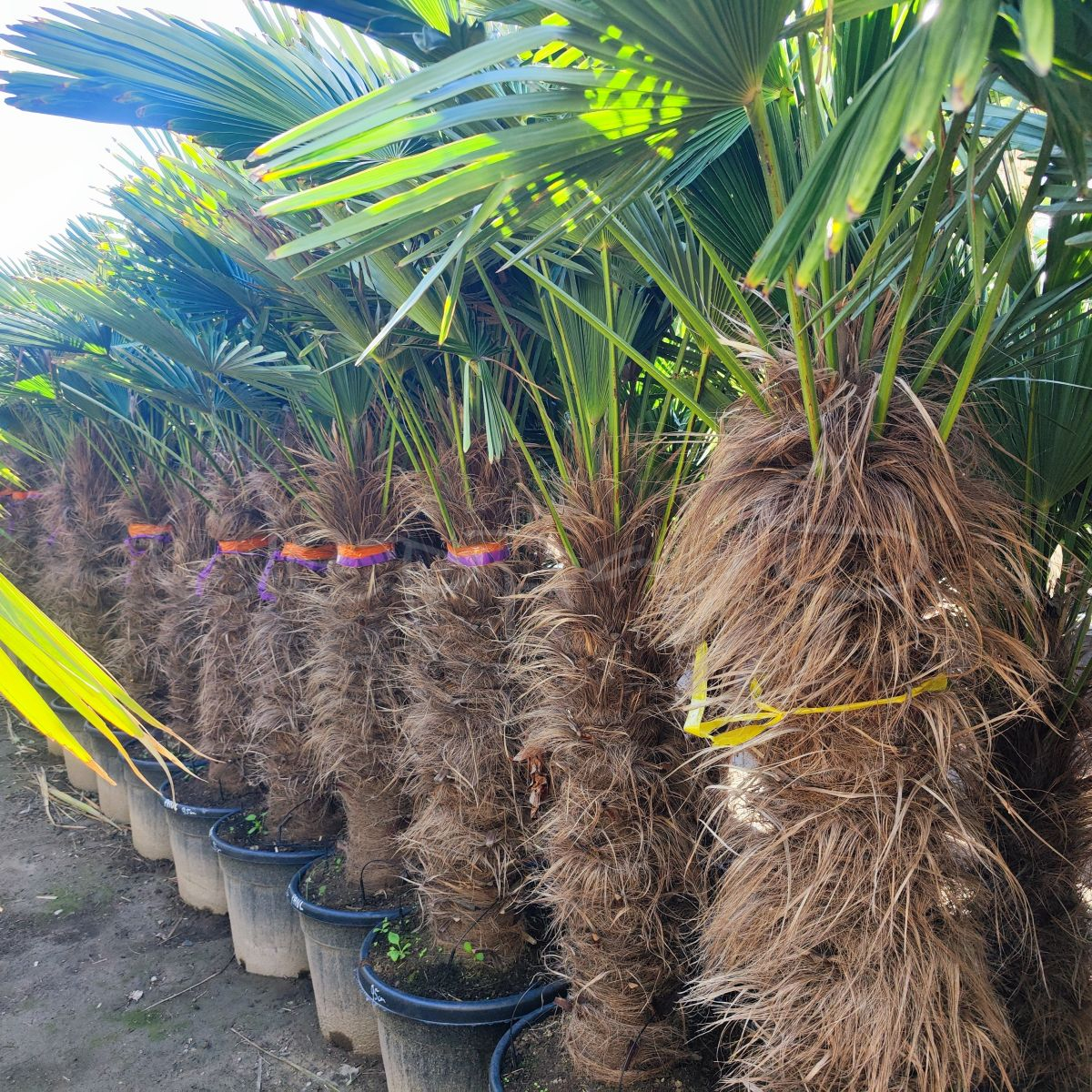 Trachycarpus Wagnerianus XL *