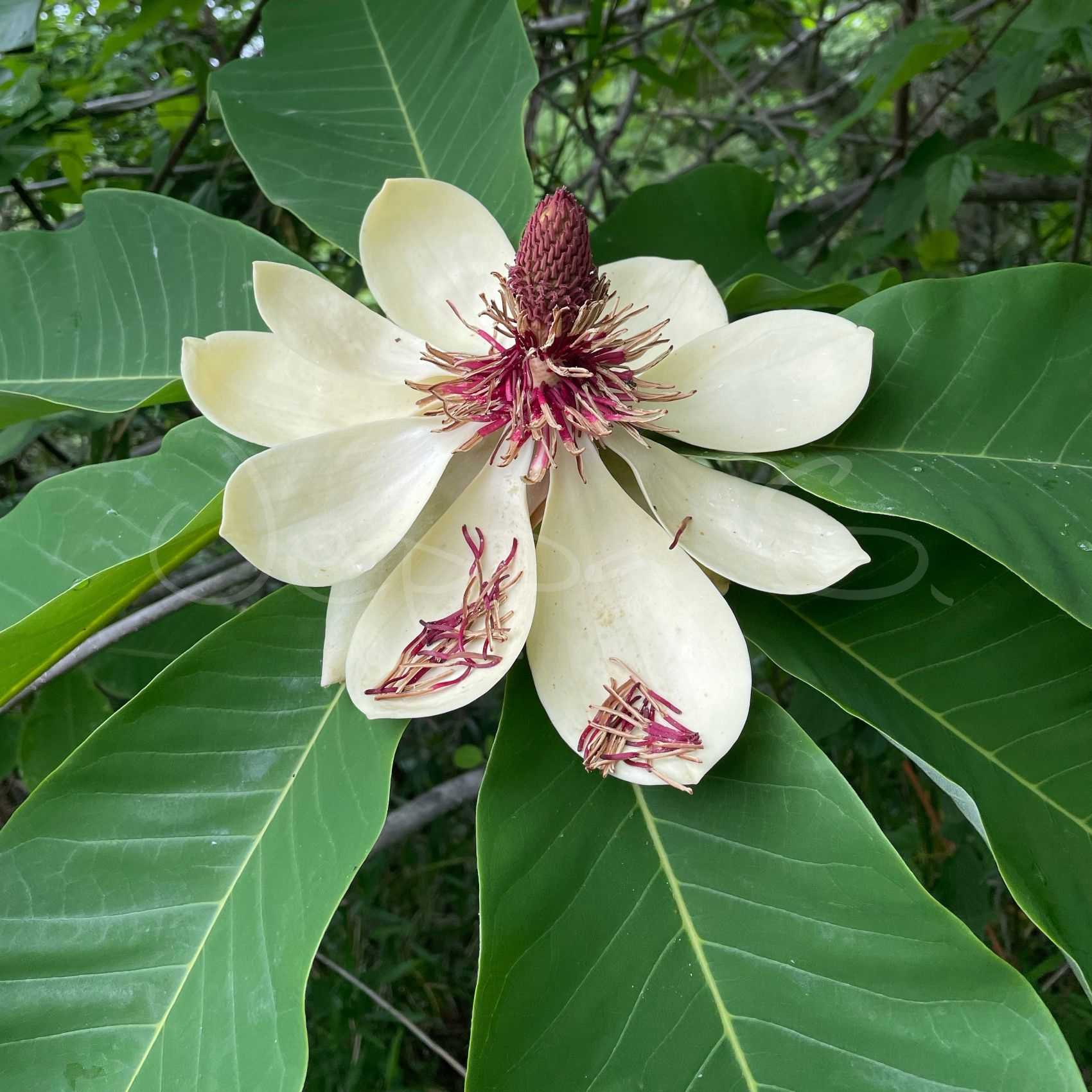 Magnolia obovata