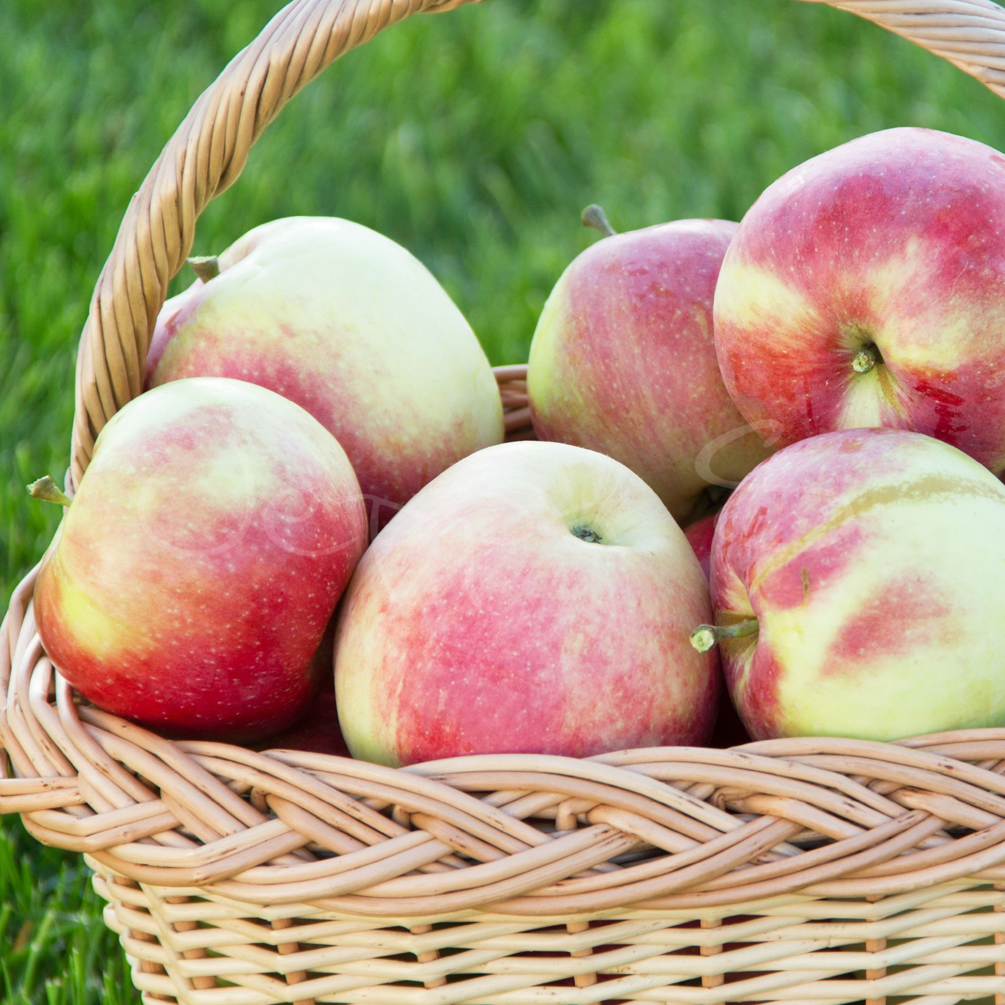 Pelaräpple - Sonate