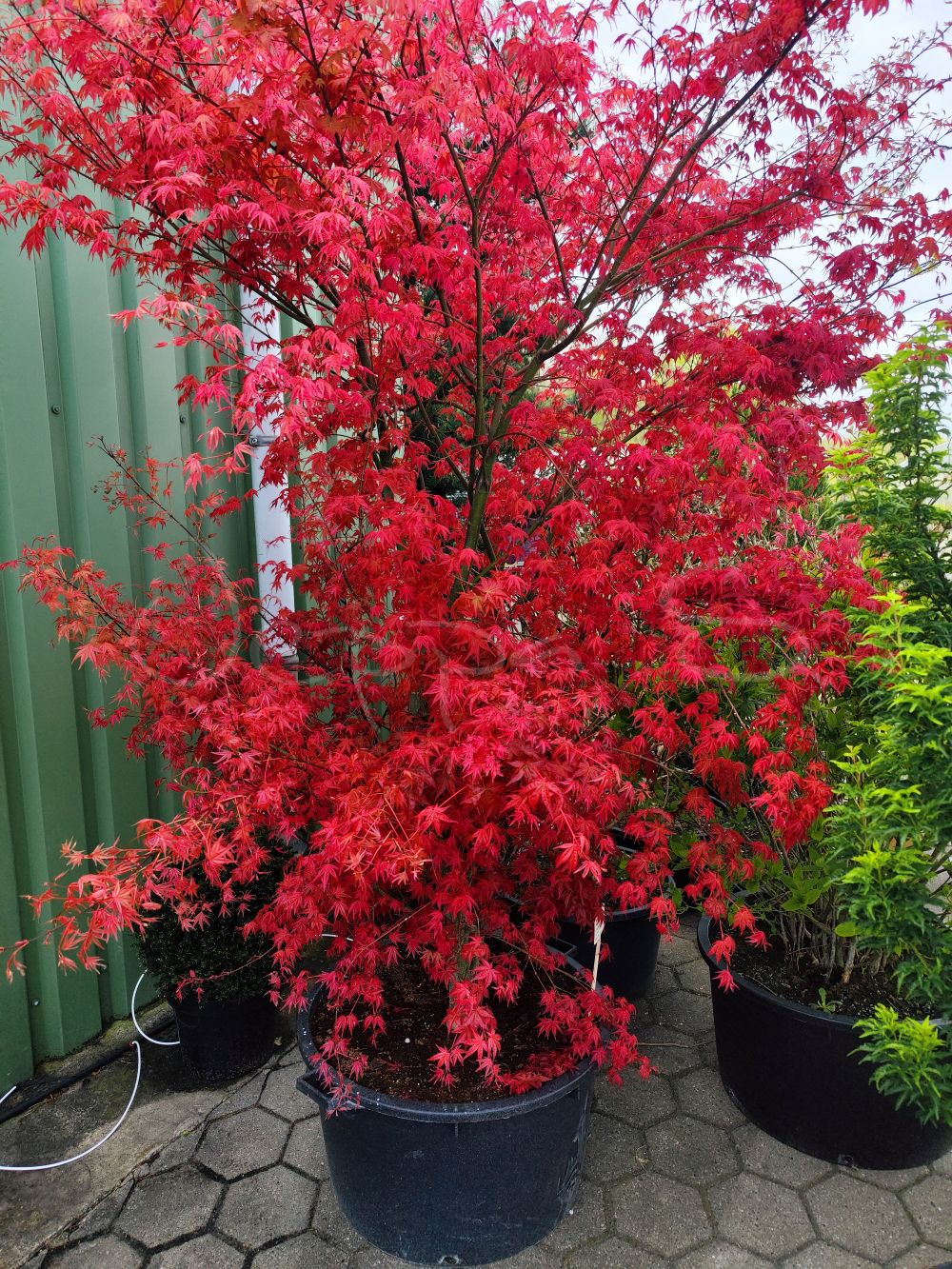 Acer palmatum - Deshojo - Bild 2