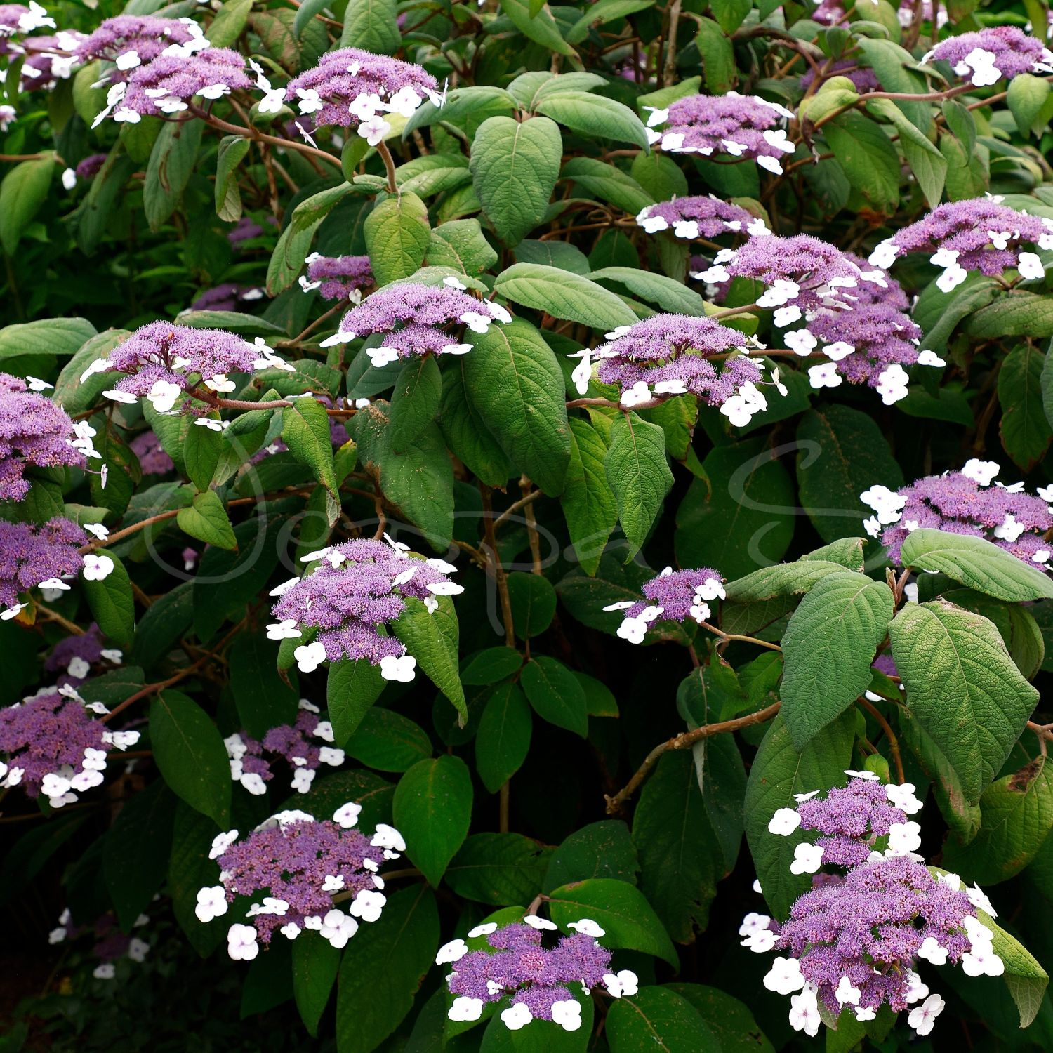 Sammetshortensia - Hydrangea aspera sargentiana