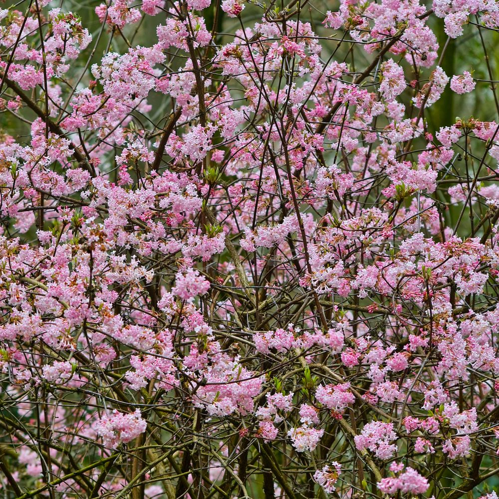 Viburnum bodnantense - Dawn