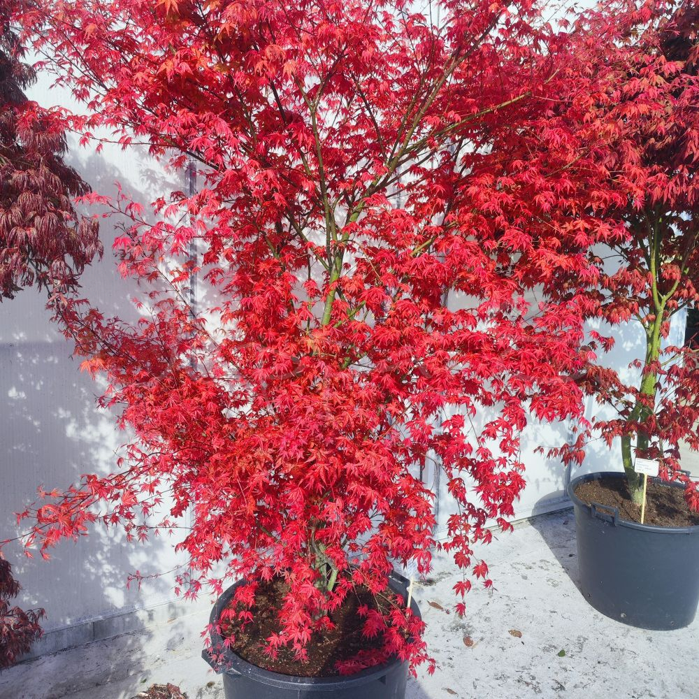 Acer palmatum - Deshojo
