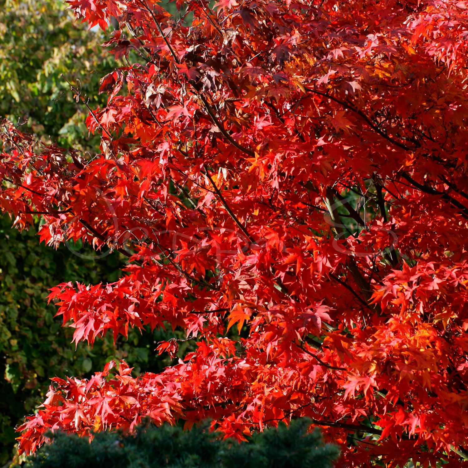 Acer palmatum - Ozakazuki M