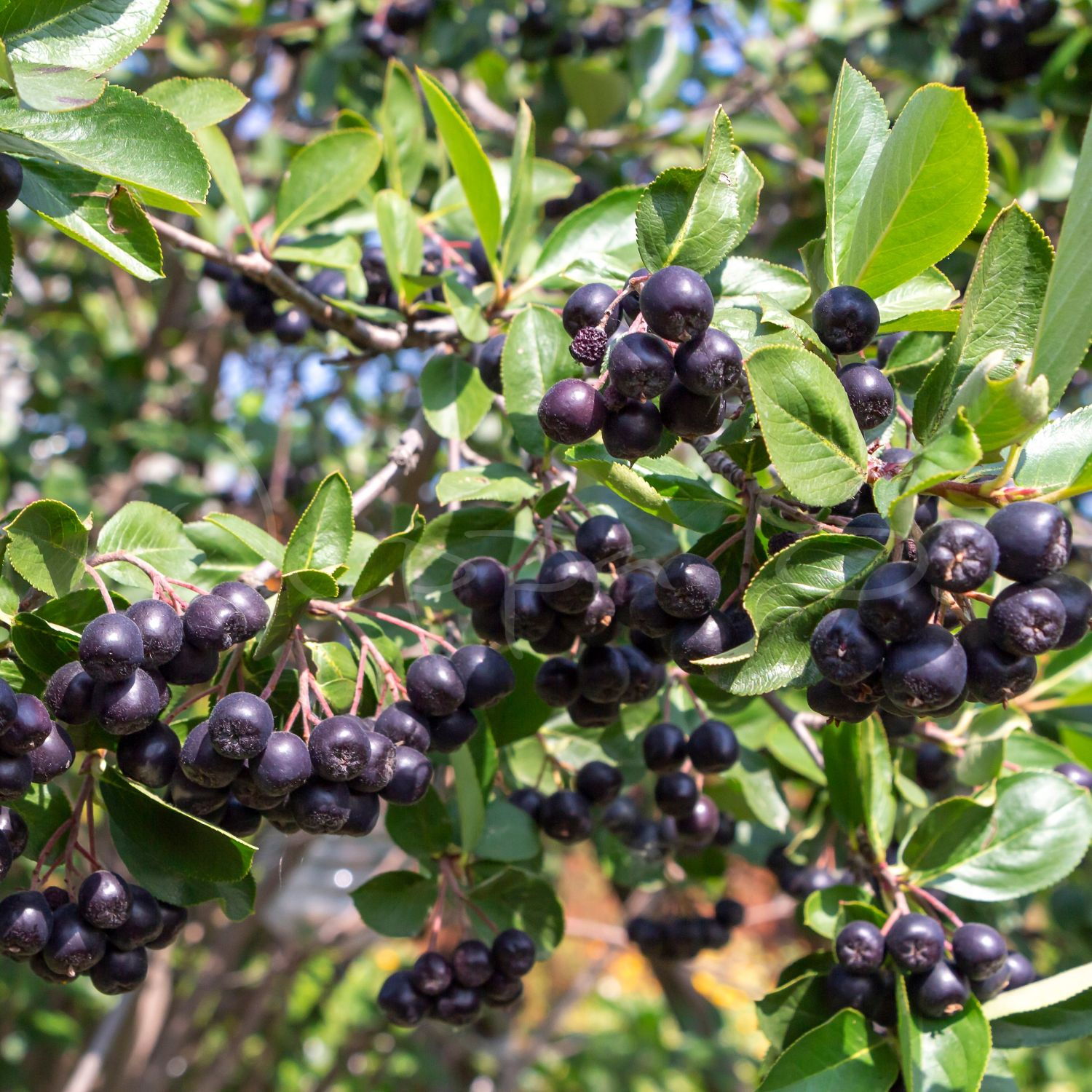 Aronia Viking