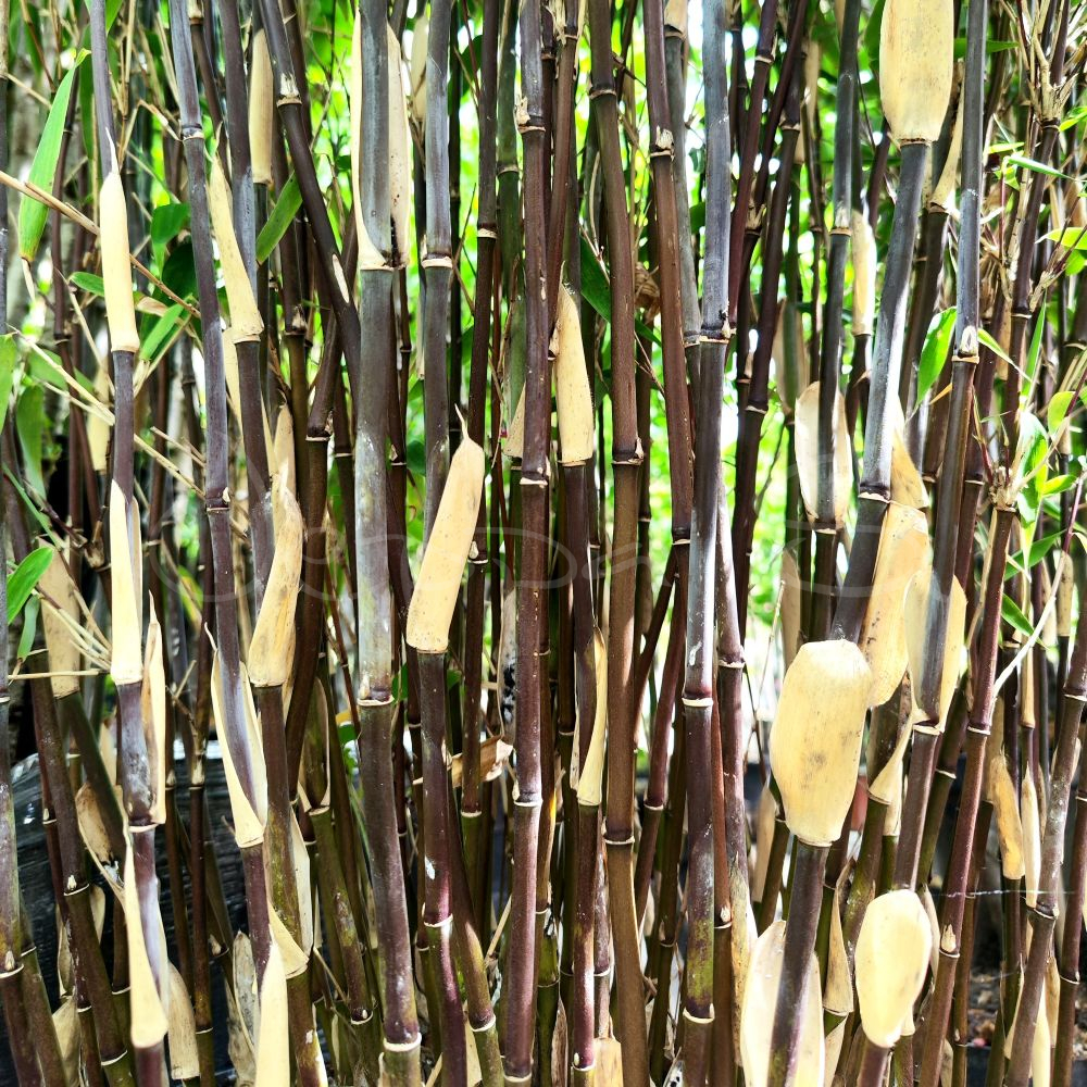 Fargesia murielae - Red Zebra