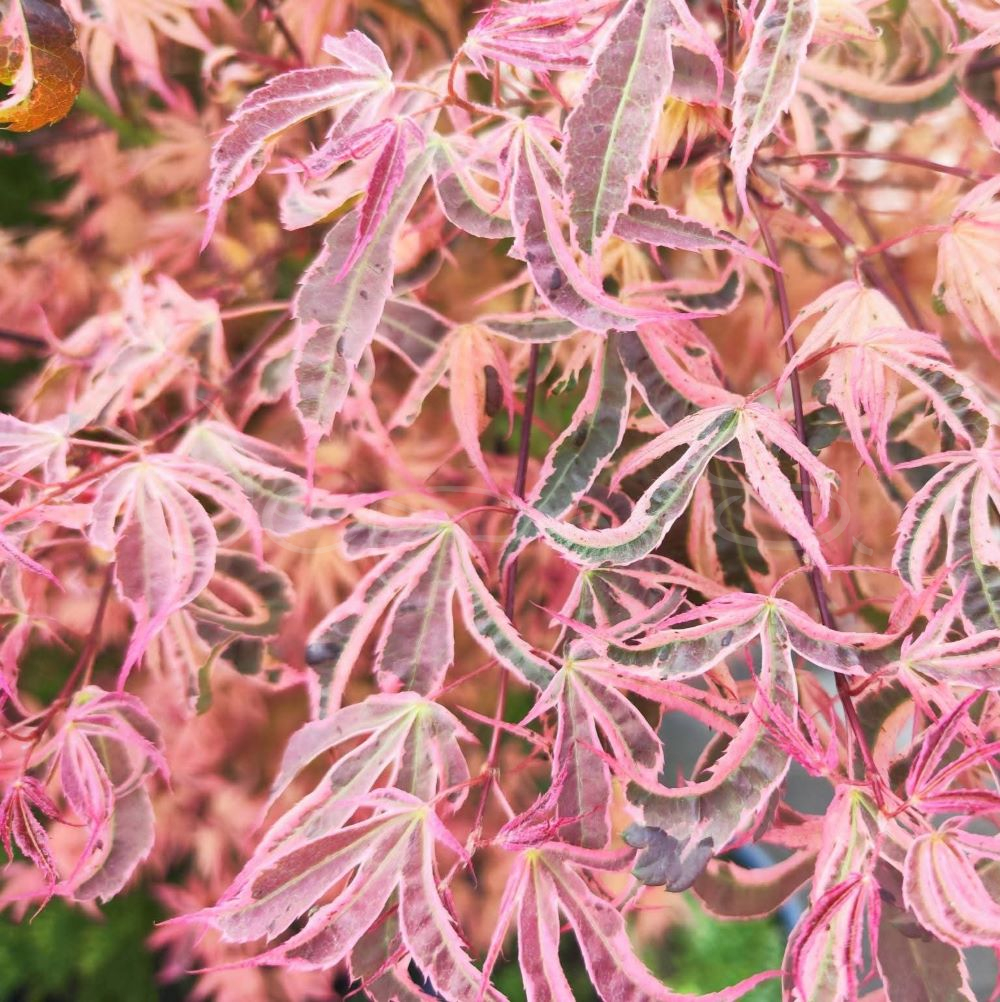 Acer palmatum - Extravaganza S