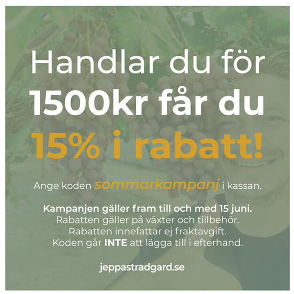 Sommarkampanj-600x600