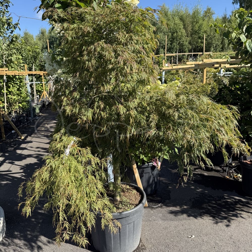 Acer palmatum - Dissectum
