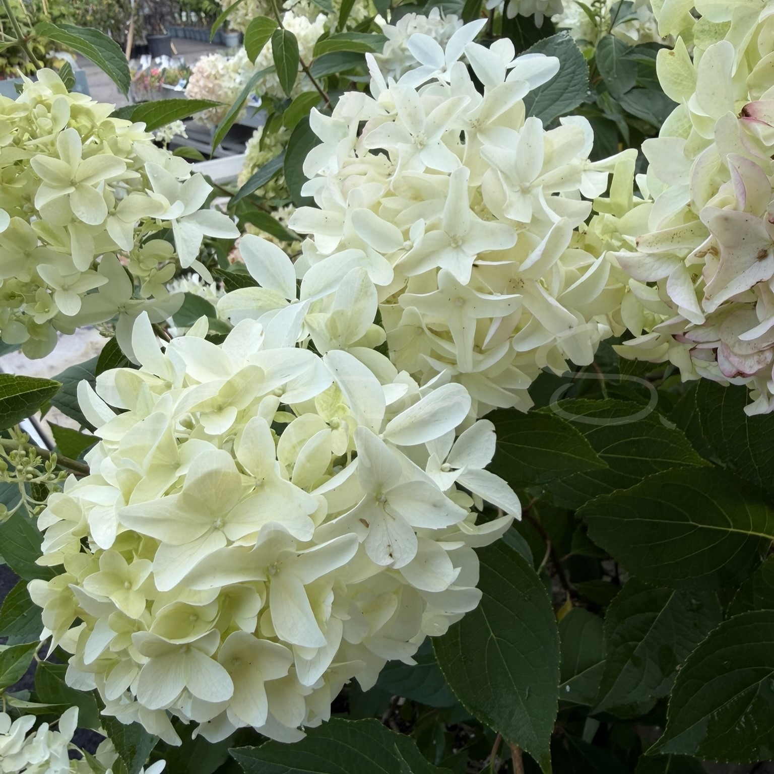 Hortensia - Skyfall - Vipphortensia