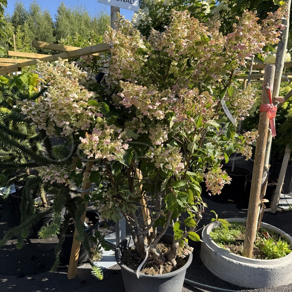 Hortensia - Unique
