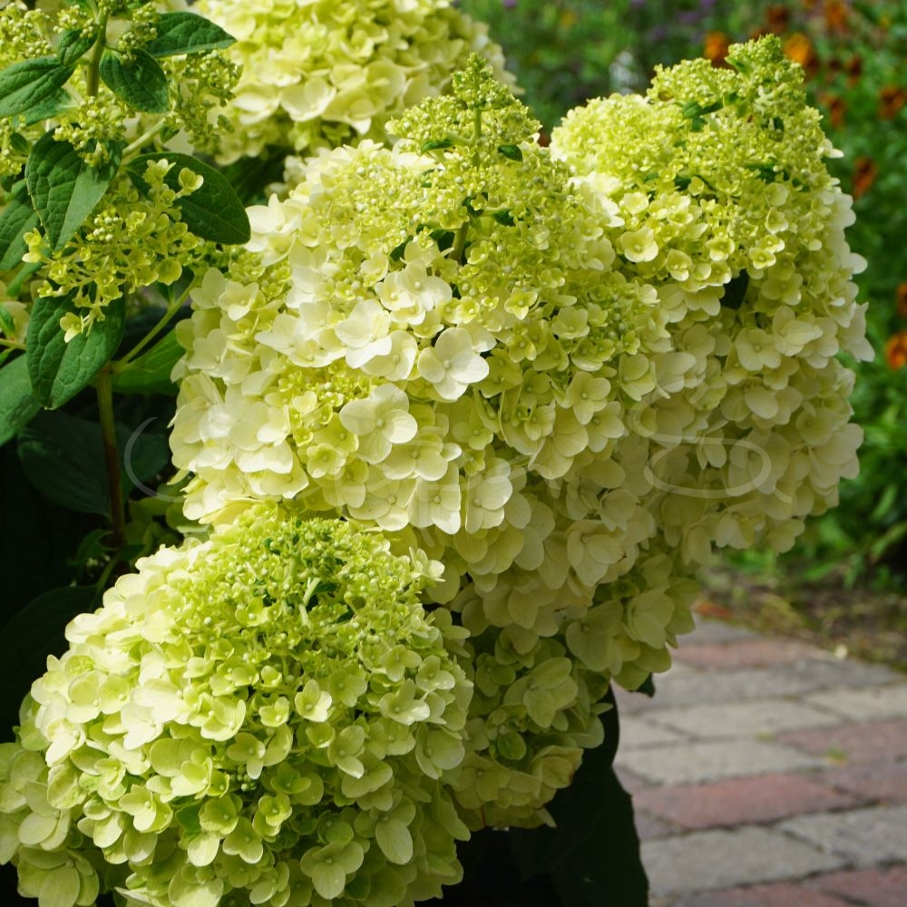 Hortensia - Little Hottie
