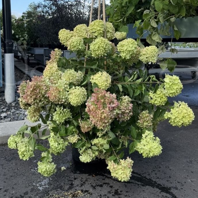 Hortensia - Little lime - Vipphortensia