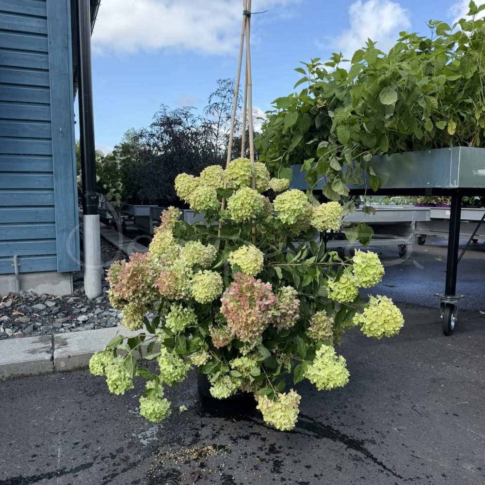 Hortensia - Little lime - Vipphortensia