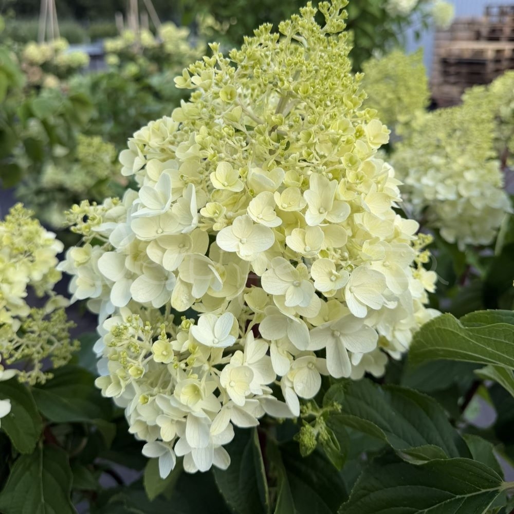 Hortensia - Silver Dollar - Vipphortensia