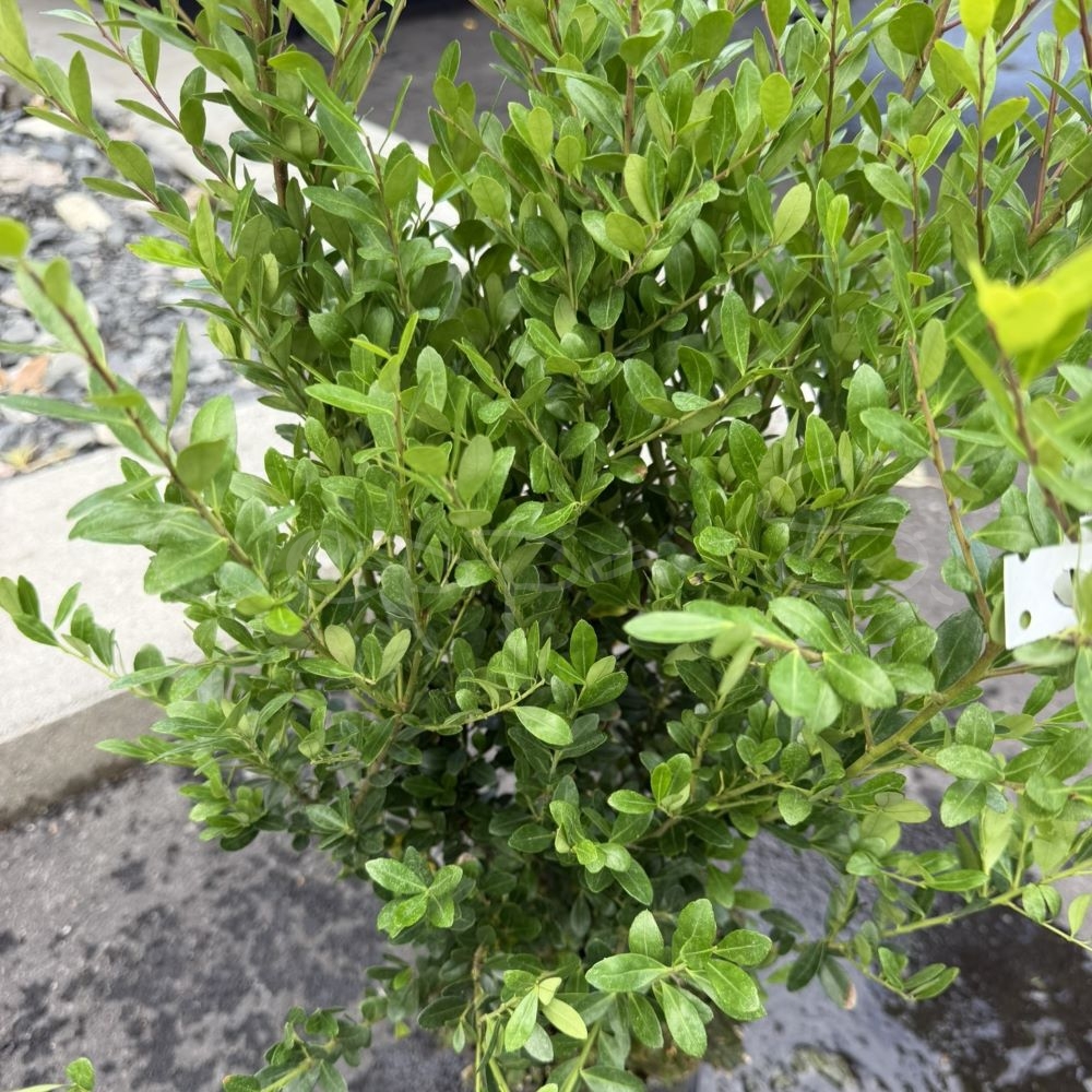 Japansk järnek - Ilex crenata 'Jenny'
