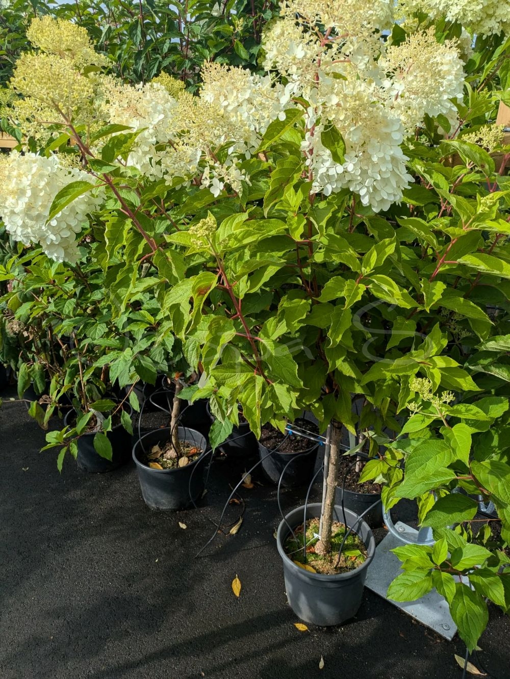 Hortensia - Phantom - Uppstammad - Bild 2