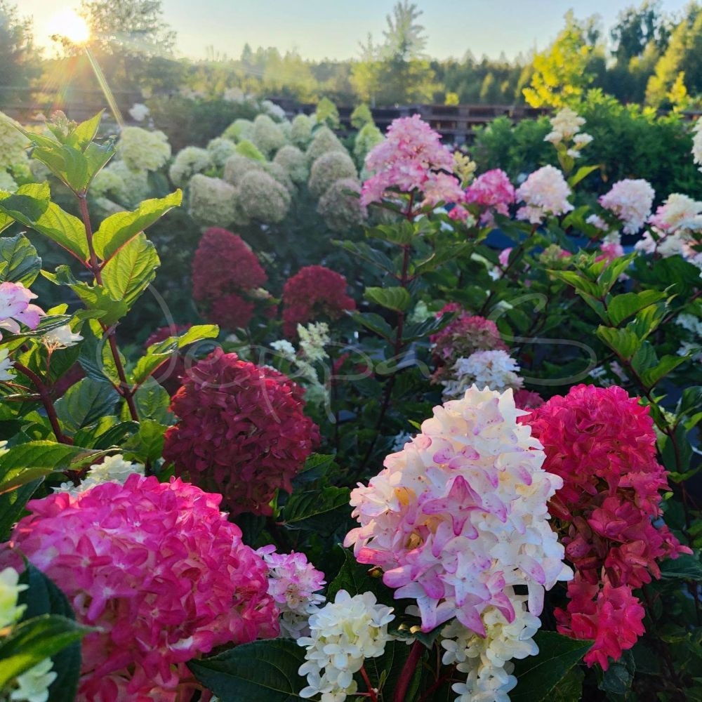Hortensia - Spring sizzle L