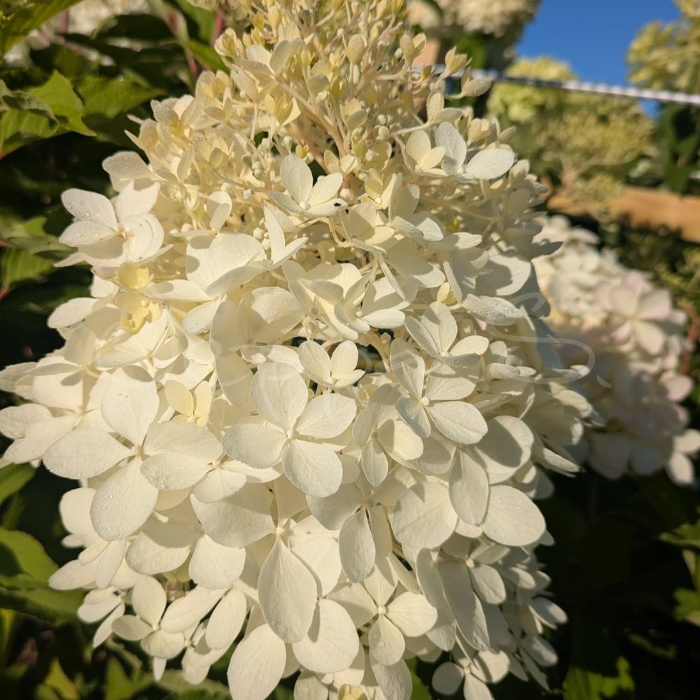 Hortensia - Skyfall - Uppstammad
