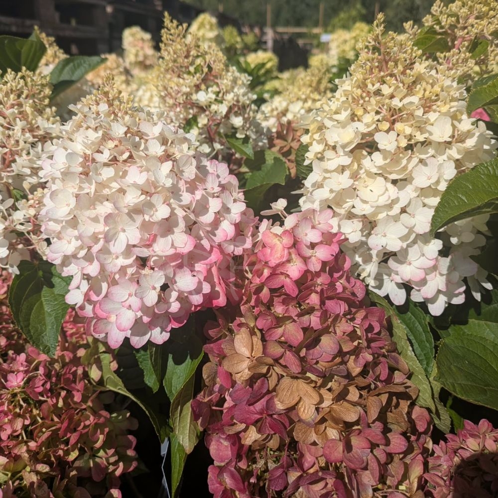 Hortensia - Living Little Love