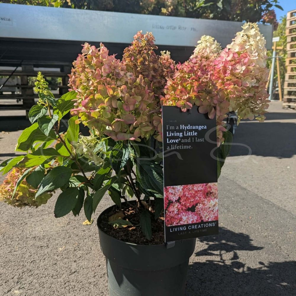 Hortensia - Living Little Love - Bild 3