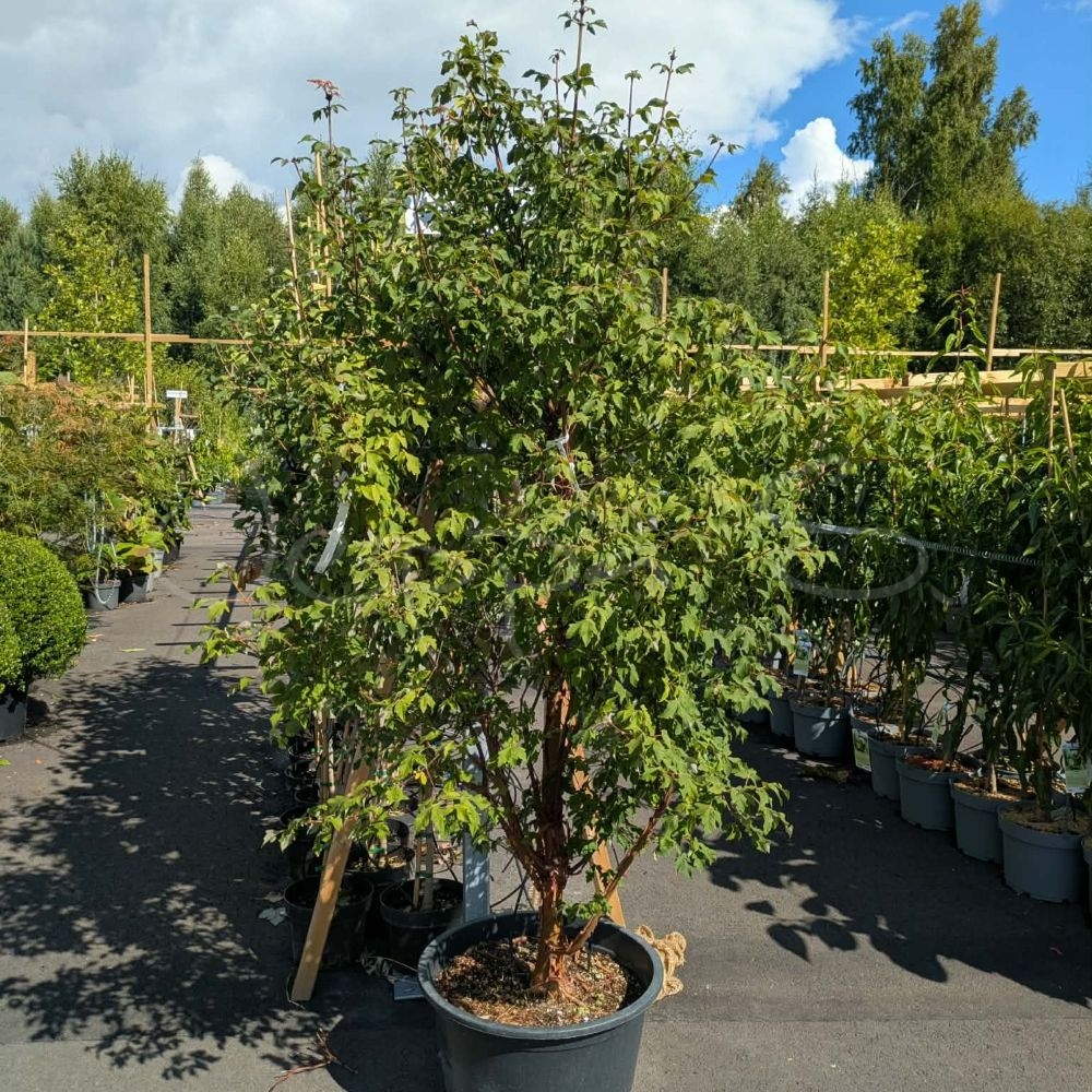 Acer griseum - Kopparlönn L
