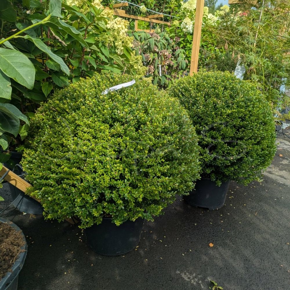 Japansk järnek - Ilex crenata 'Jenny' - Klot