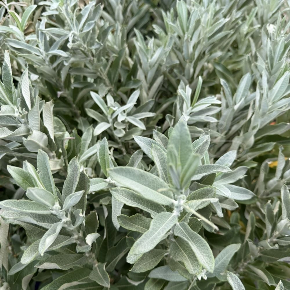 Silvervide - Salix candida - Iceberg Valley