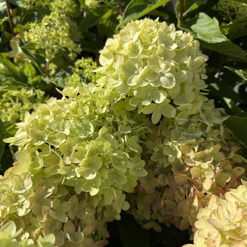 Hortensia - Little Lime Jane
