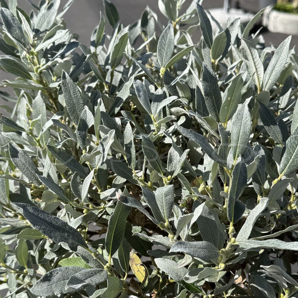 Salix helvetica - Alpvide - Uppstammad